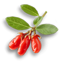 Goji Berry