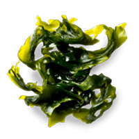 Chlorella
